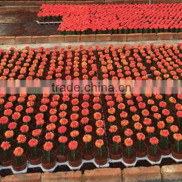 Mini Decoration Cactus Plants photo-5