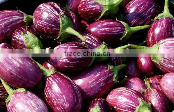 Brinjal Suppliers photo-2