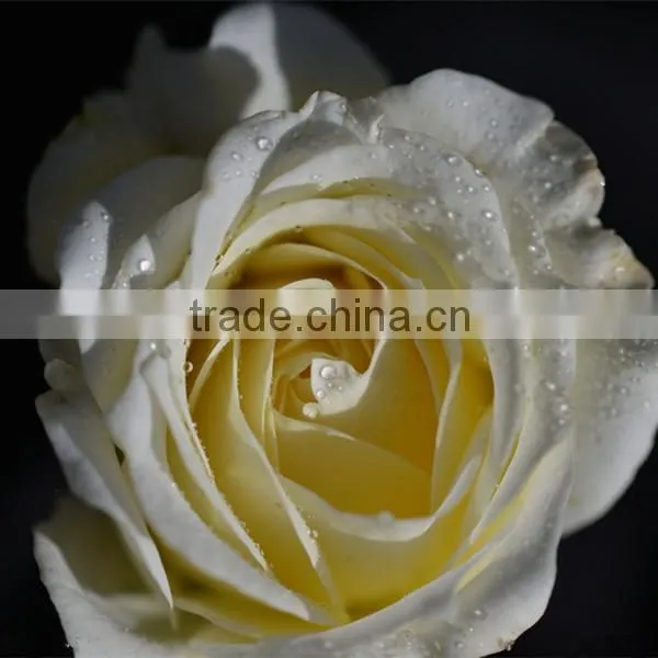 Fresh Cut Rose Flower photo-3