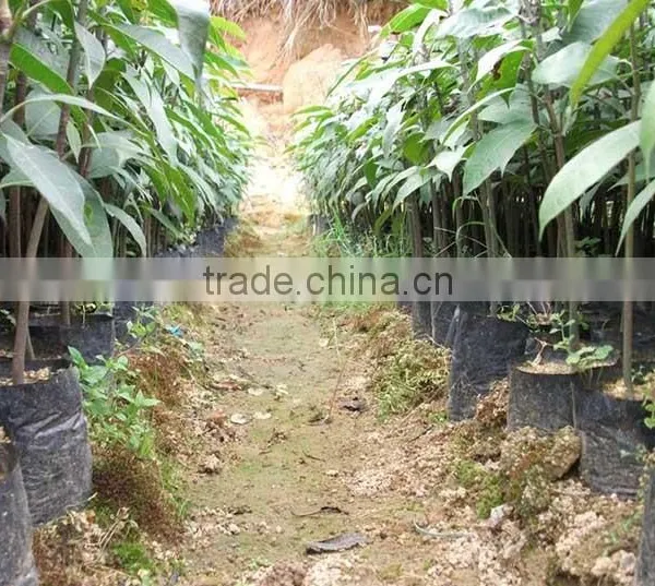 Mango Tree Seedling Mangifera Indica Tree Seedlings photo-3