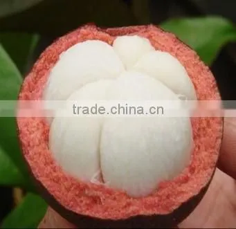 GMP Natural High Quality Mangosteen Peel Extract/Mangosteen Juice Powder photo-2