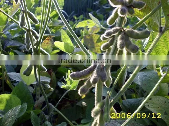 Black Soybeans With Yellow Kernel photo-4