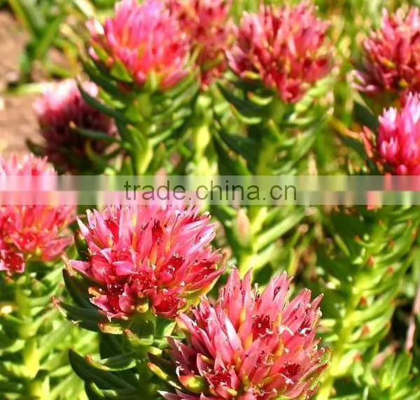 Good Price of Rhodiola Rosea Extract Powder Pure Salidrosides 1%/Rosavin 3% With the Best Quality photo-3
