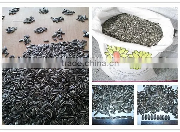 Sell SUNFLOWER SEEDS 5009, 6009, 363, 1121at Cheap Price photo-3
