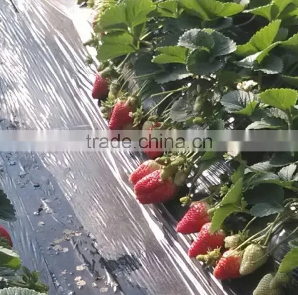 Water Soluble Fertilizer With Organic 3-0-12 photo-4