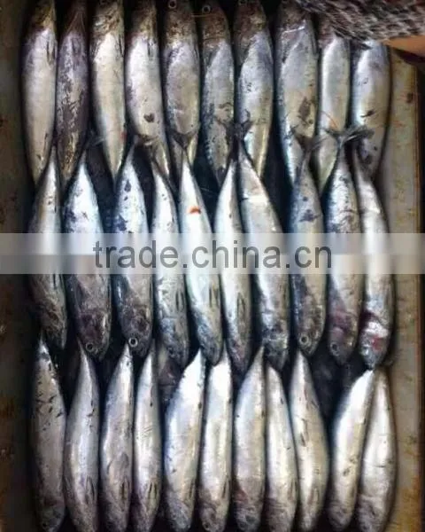 Frozen Bonito Fish 200-300g, Chinese Seafood Export photo-2