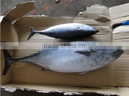Skipjack Tuna photo-4