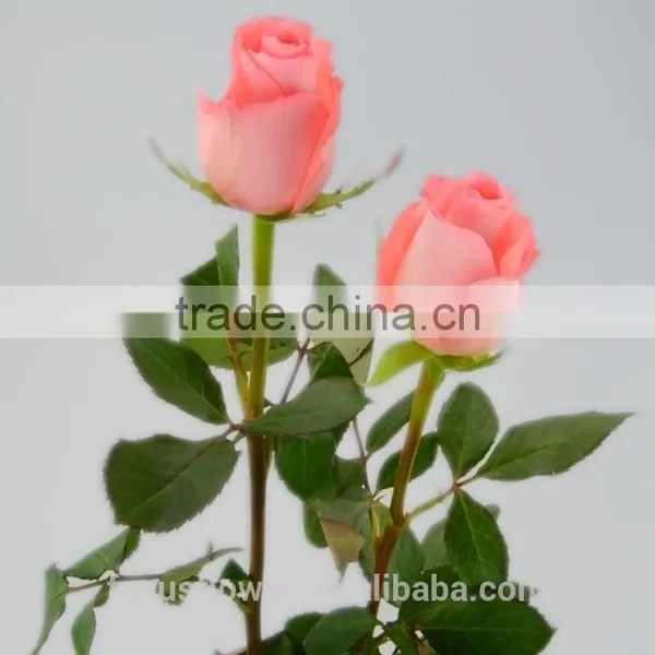 Export Fresh Cut Flower Roses The Diana Roses In Hot Selling Rose-wholesale photo-4