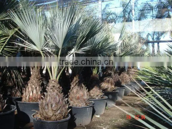 BRAHEA ARMATA photo-3