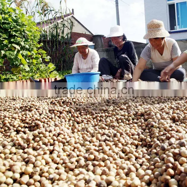 2015 New Crop Hazelnut