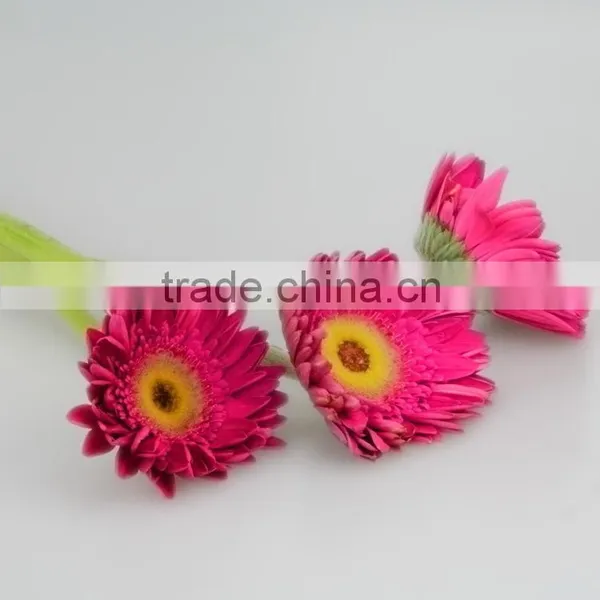 Bottom Price Purple Petal Fragrant Aroma Fresh Flowers Gerberas photo-6