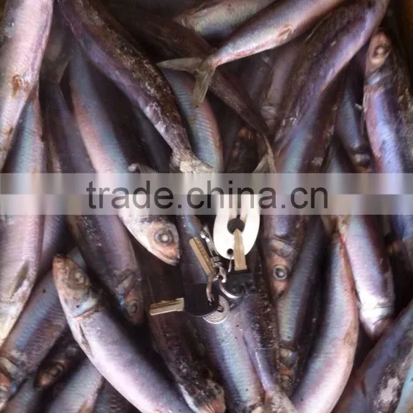 Whole Round Frozen Sardine Fish and Sardinella Longiceps photo-2