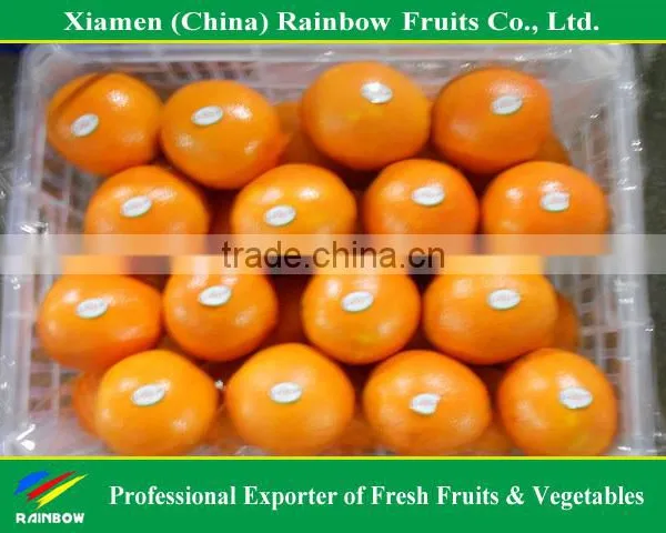 Fresh Mandarin Orange Navel Orange photo-2