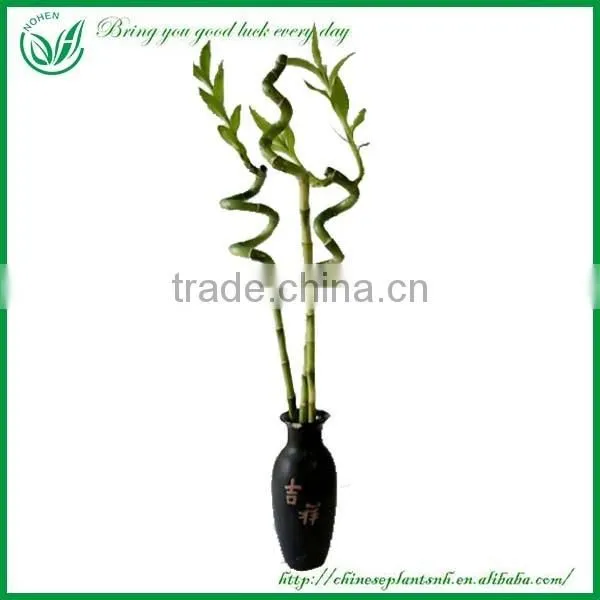 Spiral Lucky Bamboo, Dracaena Sanderiana photo-4