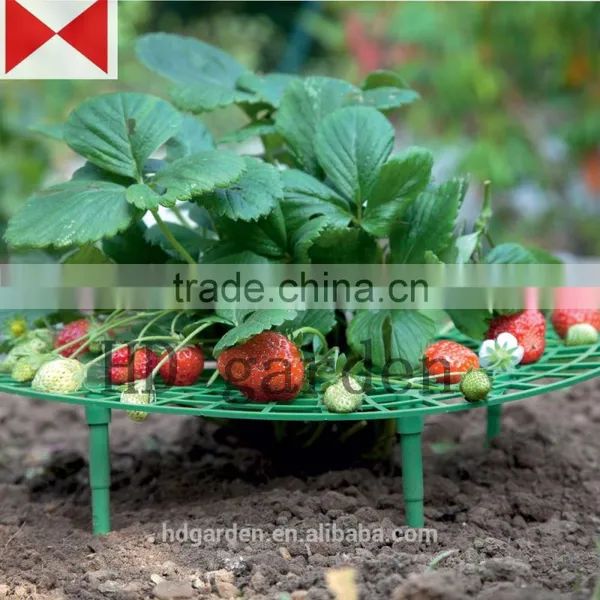 Strawberry Supports - Fruit Clean and Blemish-free photo-5