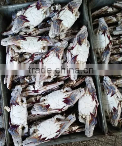 Blue Swimming Crab For Sale photo-3