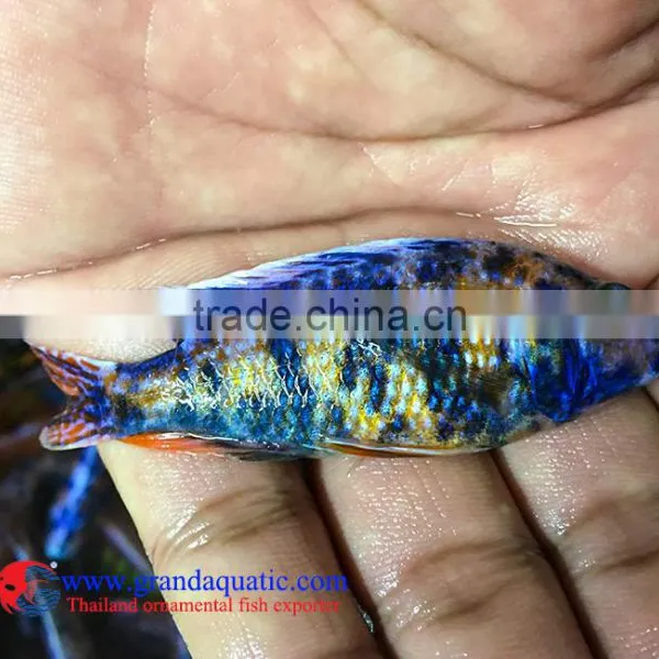 Quality Malawi Cichid Fish Export Company for Company Importer photo-2