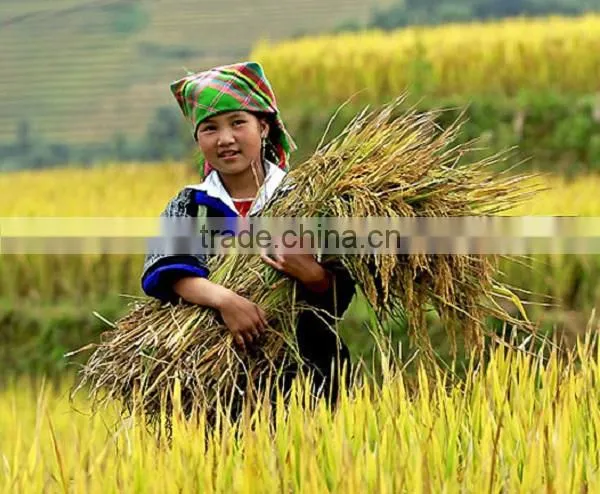Vietnam Long Grain White Rice 10% Brocken photo-2