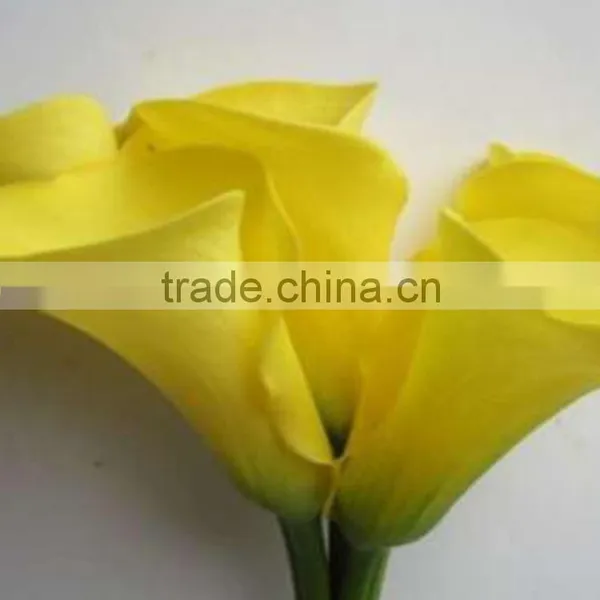 Cut Fresh Manufacture Bottom Price Calla Lily Pick photo-4