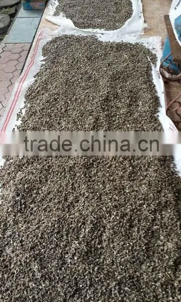 Moringa Seeds photo-4
