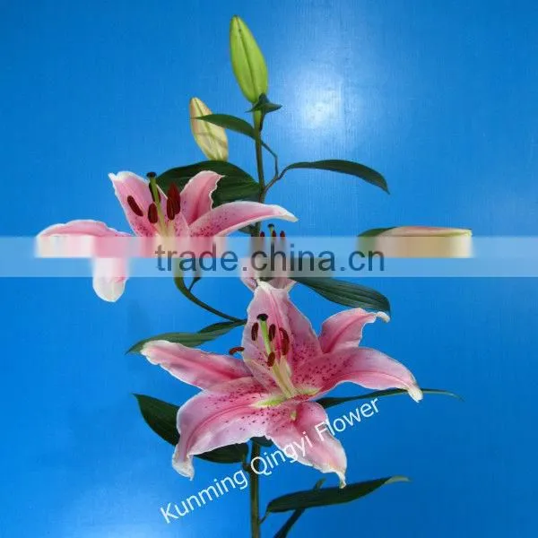 Wholesale High Quality Fresh Lily Flower Water Lilies Flowers From Kunming Qingyi photo-3