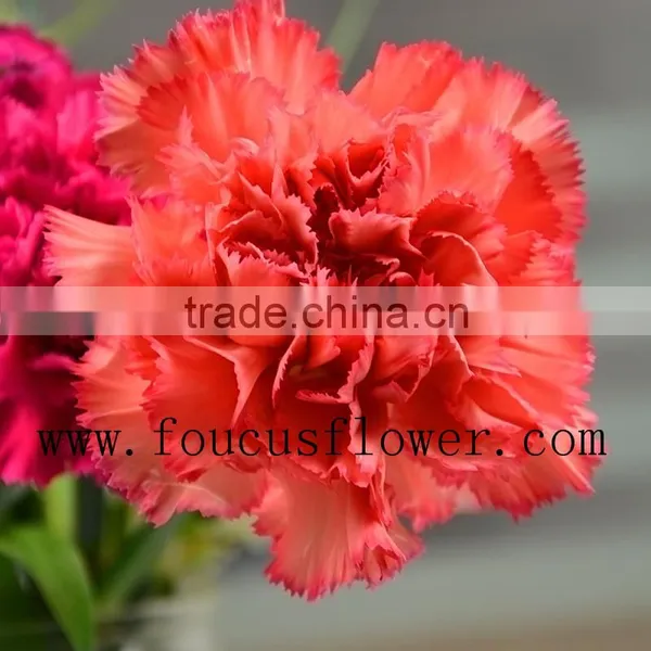 Different Colors Wedding Flower Red Carnation Flower Flower Bouquets photo-5