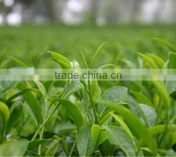 Oolong Jin Xuan Tea - Winter Tea