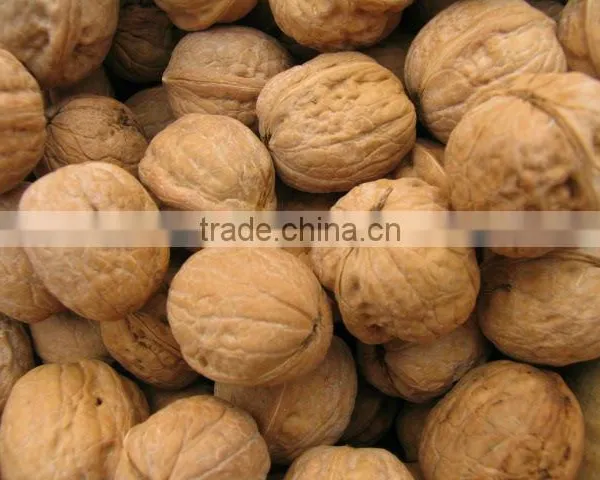 Walnut in Shell