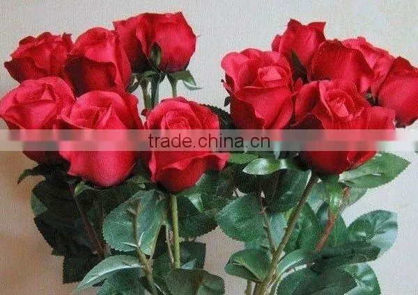 Wholesale High Grade Fresh Cut Flowers Black Rose Plants From Plants Base photo-2