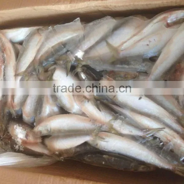 SARDINE BAIT photo-5