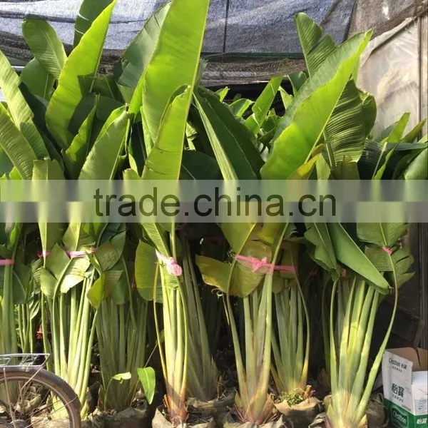 Ravenala Madagascariensis-Travelers Palm-trees-plants High 2-7m photo-3