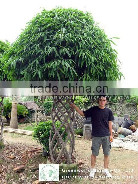 Ficus Big Ficus Irregularis