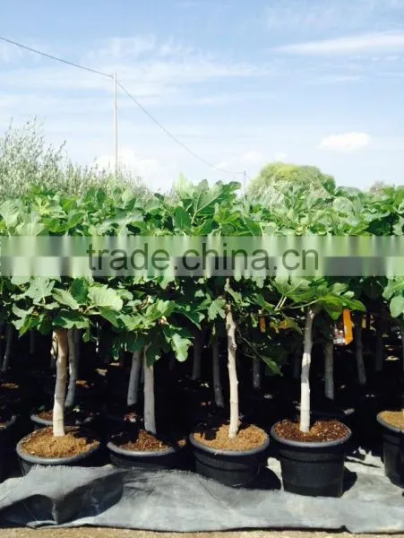 Ficus Carica "Mini Copa" photo-3