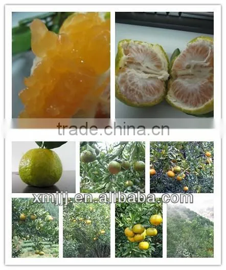 Honey Baby Orange on Sale photo-5