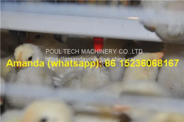 Tajikistan Chicken Farming With Poultry Cage for Chicken Feed for Brooding Chicks in Poultry Farming With Chicks Cage photo-2