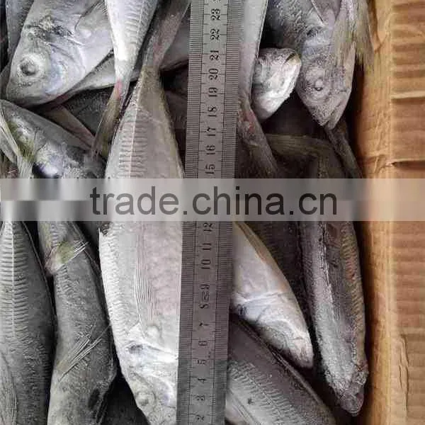 Seafrozen BQF 100-150g Horse Mackerel photo-3