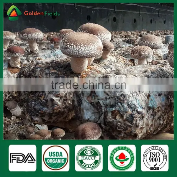 Fresh Shiitake Mushrooms For Sale,Best Mushrooms To Grow,Best Mushroom Spores photo-2