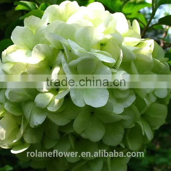For Christmas Gift Brooch Bouquet Wedding Wedding Bouquets Long From Yunnan, China photo-2