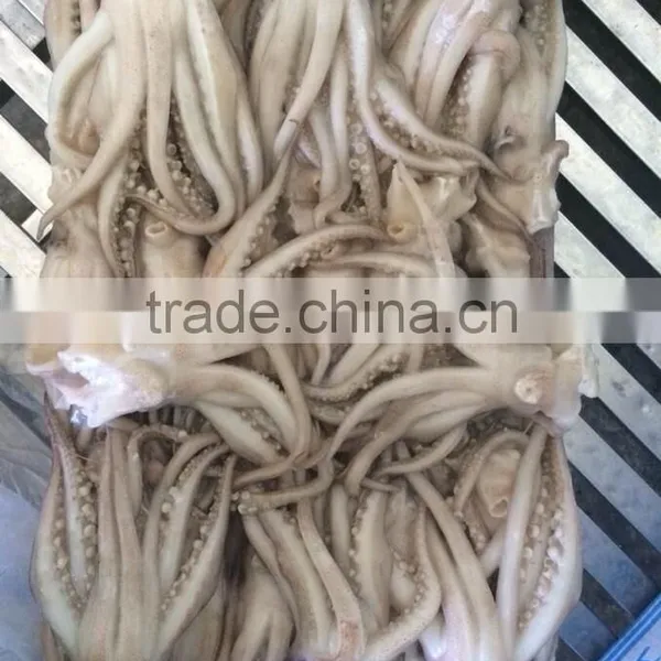 Frozen Squid Head From High Quality Illex Squids photo-4