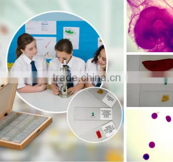 Students Training Chicken Embryo Prepared Slides