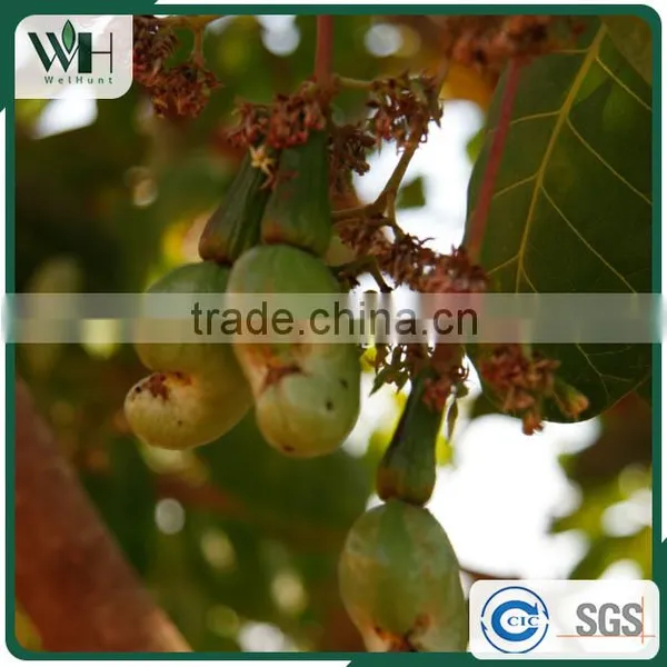 Jumbo Vietnam Shell Attached Cashew Nut photo-6