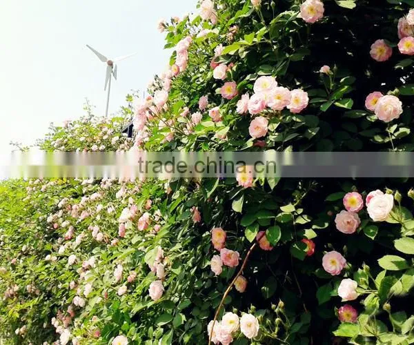 Multi Color Roses Seedlings photo-6