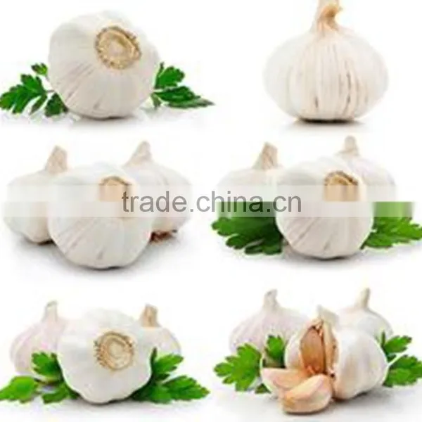 Pack in Mesh Bag or Carton Garlic photo-4