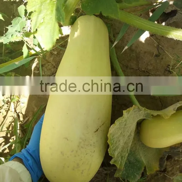 Shelled and Roasted Chinese Green Pumpkin Seed Kernels New Crop photo-4