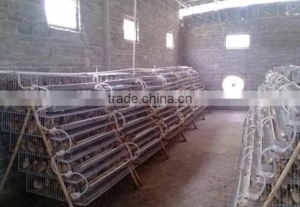 Galvanized A Type Layer Quail Cages for Sale in Kenya Farm photo-2
