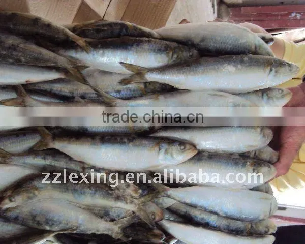 Frozen Whole Round Sardine for Tuna Bait photo-2