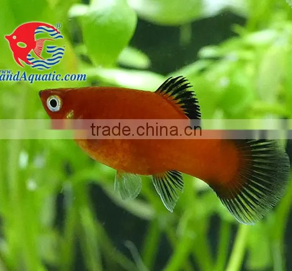 Red Wagtail Platy Bleeding Farm and Export From Thailand photo-2