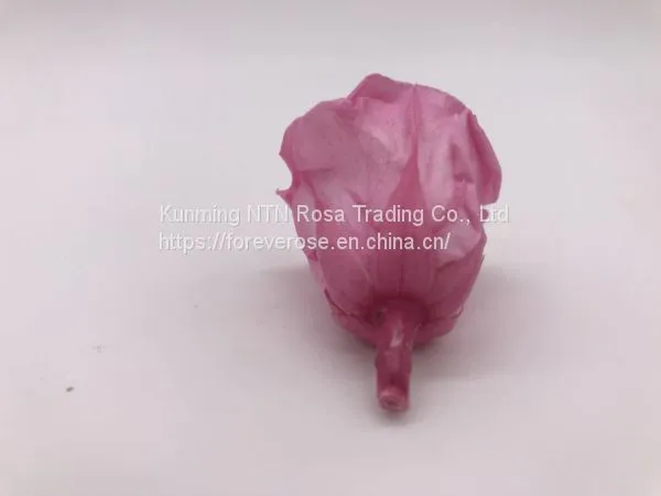 Wholesale3-4cm Elegant Real Touch Preserved Rose Flower photo-4