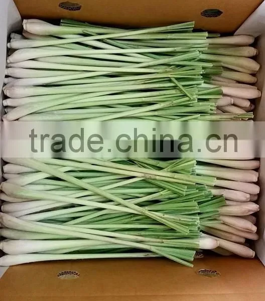 Lemon Grass