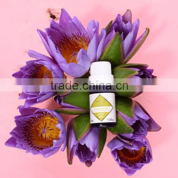 Widely Use 100 Pure Eucalyptus Oil Eucalyptus Globlus Oil photo-2